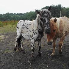 Anden særlig race Kildens Spotlight
