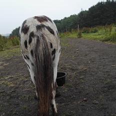 Anden særlig race Kildens Spotlight