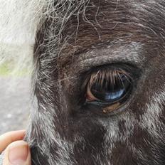 Anden særlig race Kildens Spotlight