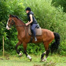 Hollandsk Varmblod Bravour M HJEMME IGEN