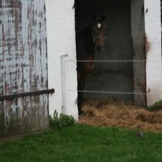 Anden særlig race Fanny