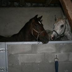 Anden særlig race Fanny