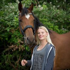 Dansk Varmblod Schiva