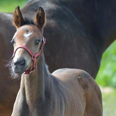 Dansk Varmblod Nørballes just do it