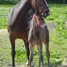 Dansk Varmblod Nørballes just do it