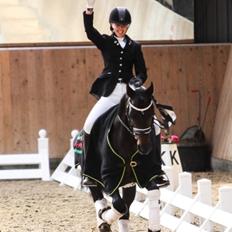 Welsh Cob (sec D) Kildegaards Ramses