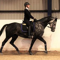 Dansk Varmblod Venita højvang