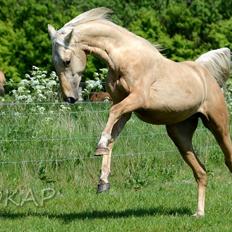 American Saddlebred Playgirl´s next golden Star