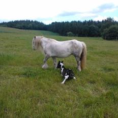 Irish Cob Haven's Haley Van Connery