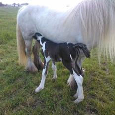 Irish Cob Haven's Haley Van Connery