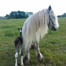 Irish Cob Haven's Haley Van Connery