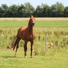 Dansk Varmblod Lapp dela
