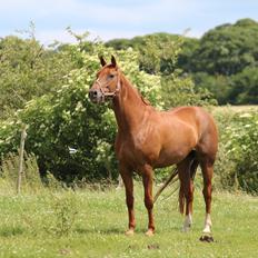 Dansk Varmblod Lapp dela