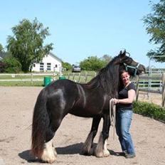 Irish Cob Royal Riain by Lovecob