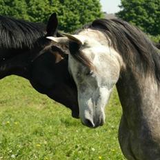 Arabisk fuldblod (OX) Wicente Estopa of Tas OX