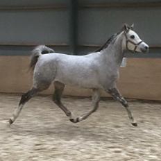 Arabisk fuldblod (OX) Wicente Estopa of Tas OX