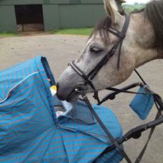 Arabisk fuldblod (OX) Wicente Estopa of Tas OX