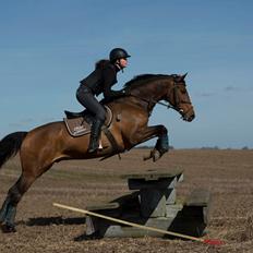 Dansk Varmblod Surely a star