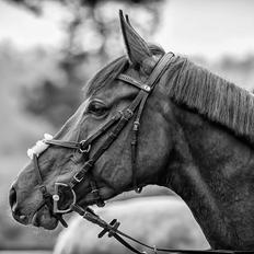 Dansk Varmblod Surely a star