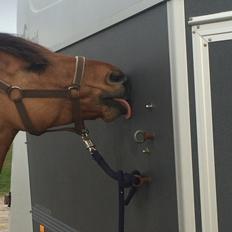 Anden særlig race Cheval Le Anton 