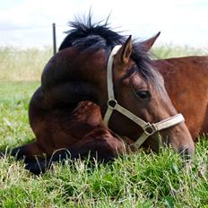 Anden særlig race Fibiger's Påø Laszlo