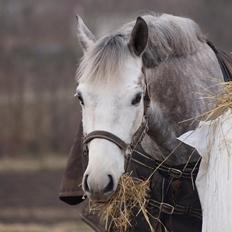 New Forest | Cavallino |