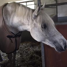 DSP Remember Me Af Sandager