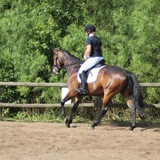 Trakehner Cleopatra