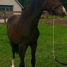 Anden særlig race Solvangs Sir Arthur