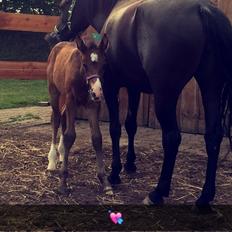 Anden særlig race Solvangs Sir Arthur