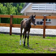 Anden særlig race Solvangs Sir Arthur