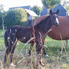 Dansk Varmblod Guldhøjs miss free