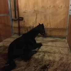 Dansk Varmblod Guldhøjs miss free