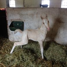 Palomino Margurittens Enya