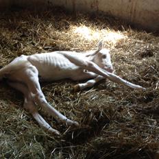 Palomino Margurittens Enya