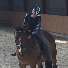 Dansk Varmblod Lancier