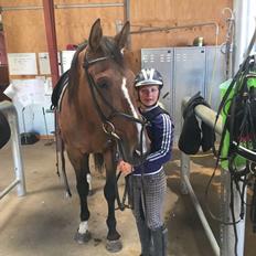 Dansk Varmblod Lancier