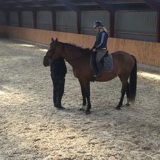 Dansk Varmblod Lancier