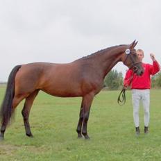 Dansk Varmblod Høgholm´s cayenne