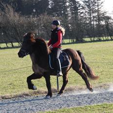 Islænder Spaði frá Úlfsstöðum