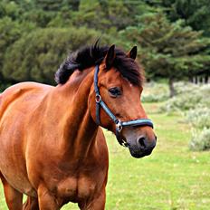New Forest Rødtjørns Mr Ipkiss