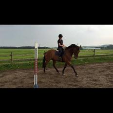 Dansk Varmblod Malu - S