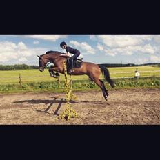 Dansk Varmblod Malu - S