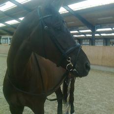 Dansk Varmblod Stenkærgårds Attention (B-hest)