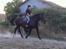 Oldenborg Savana Tisted