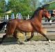 Welsh Pony af Cob-type (sec C) Lsh spiriot