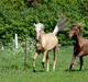 American Saddlebred Playgirl´s next golden Star