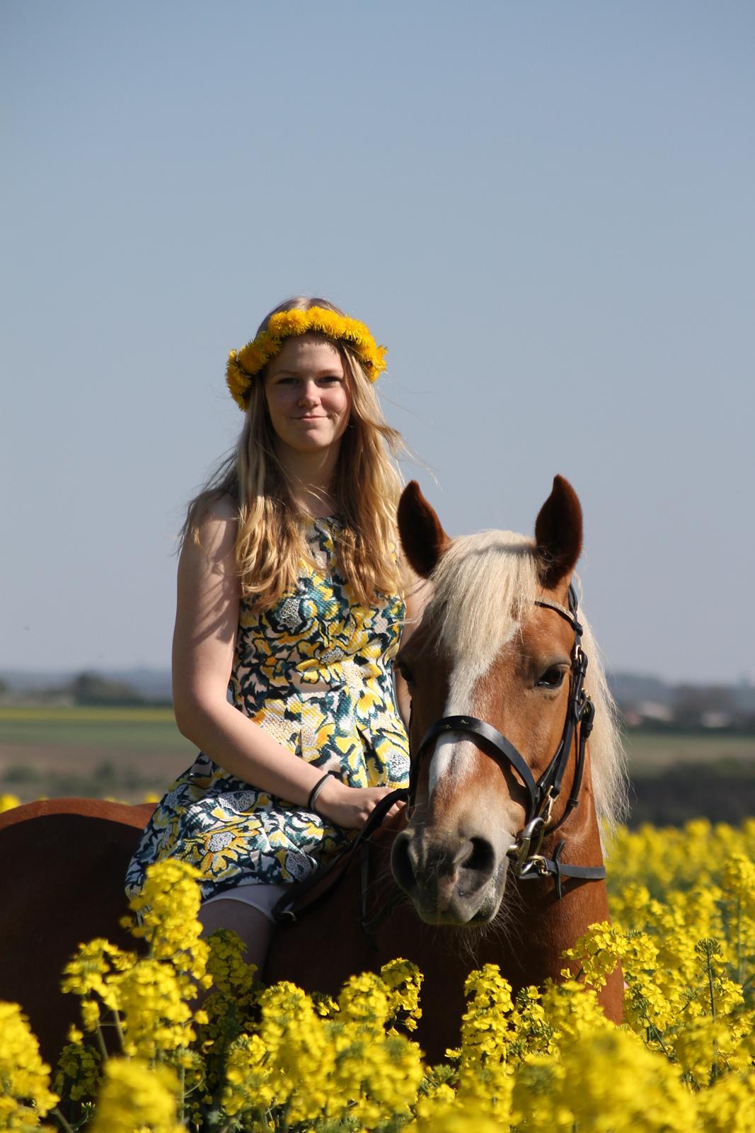 Haflinger Gipsy billede 5