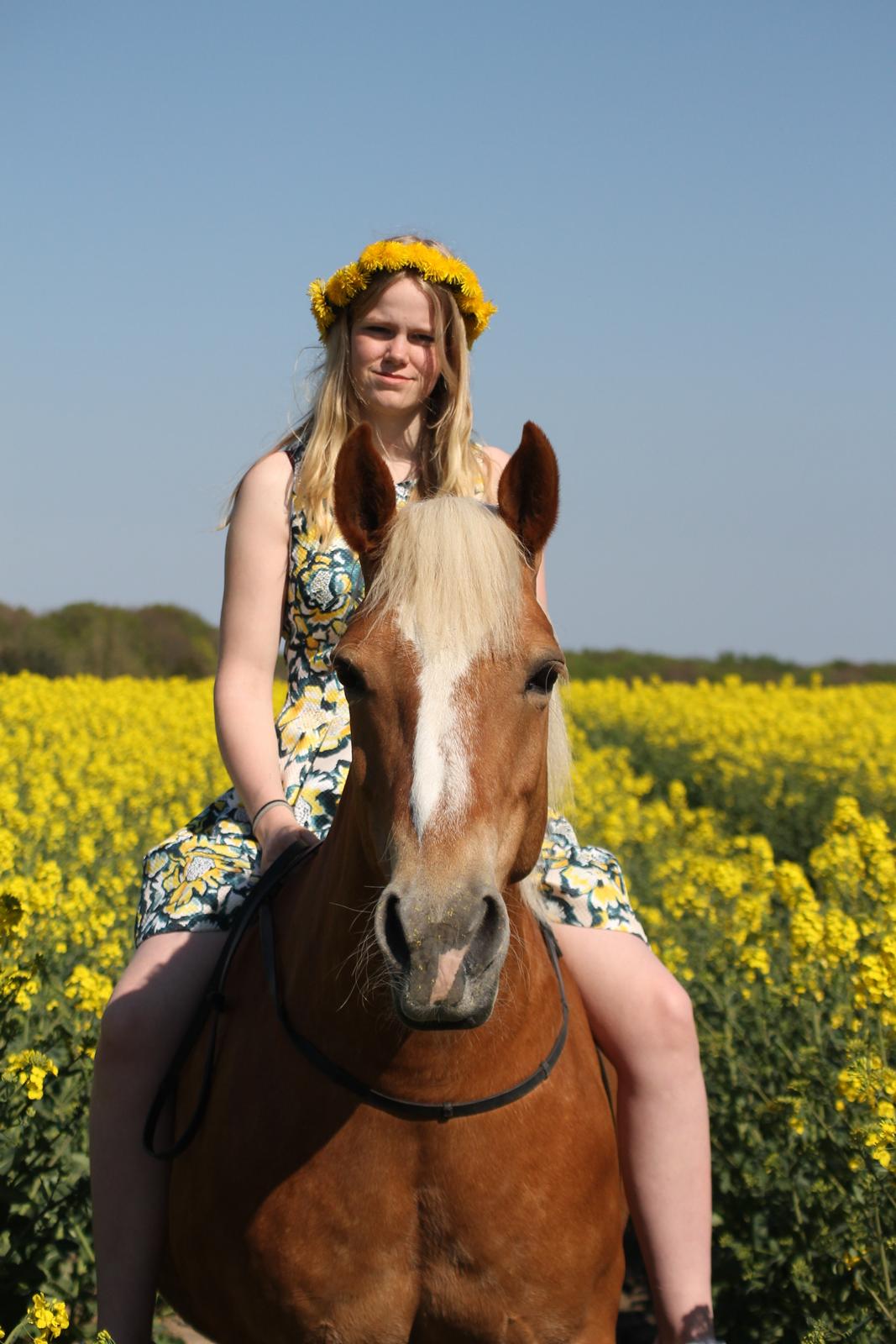 Haflinger Gipsy billede 1