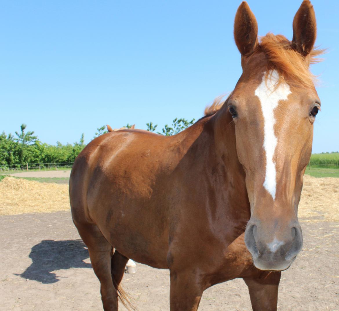 Dansk Varmblod Philipa billede 15